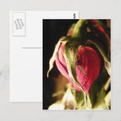 Carte Postale rose (Devant / Derrière)