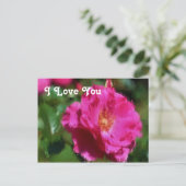 Carte postale Rose (Debout devant)