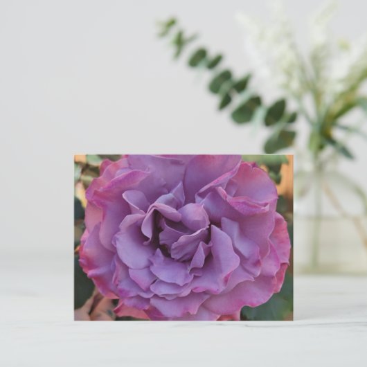 Carte postale rose (Debout devant)