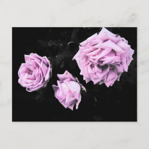 Carte Postale Rose