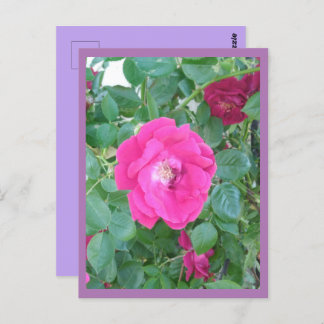Carte postale rose