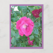 Carte postale rose (Devant)