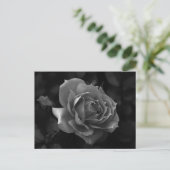 Carte Postale Rose (Debout devant)
