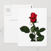 CARTE POSTALE ROSE (Devant / Derrière)