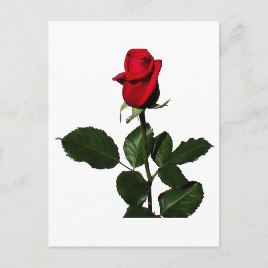 CARTE POSTALE ROSE (Devant)
