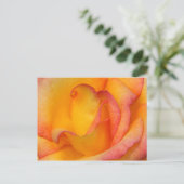Carte Postale Rose (Debout devant)