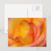 Carte Postale Rose (Devant / Derrière)