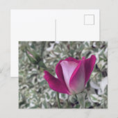 Carte Postale Rose (Devant / Derrière)