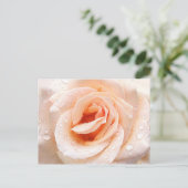 Carte postale rose (Debout devant)