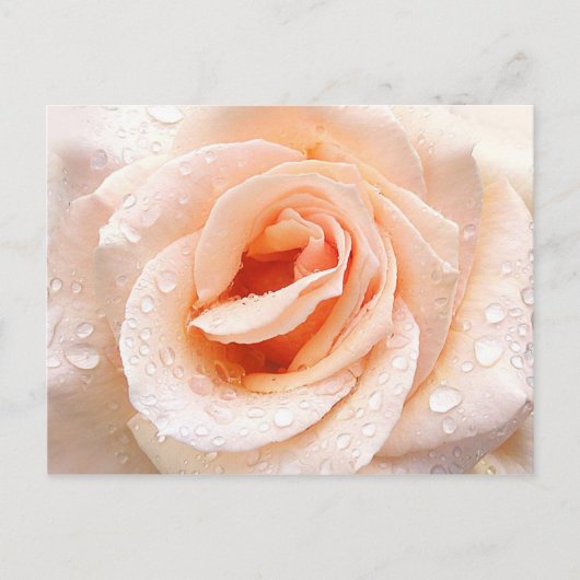 Carte postale rose (Devant)
