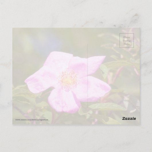 Carte Postale Rose (Dos)