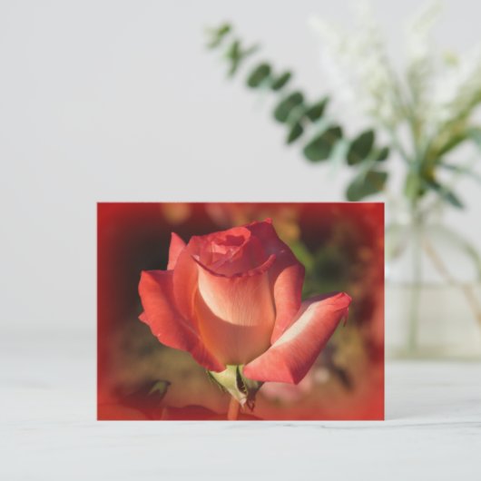 Carte postale rose (Debout devant)