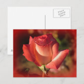 Carte postale rose (Devant / Derrière)