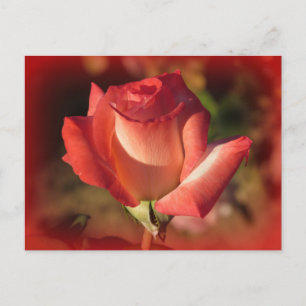 Carte postale rose
