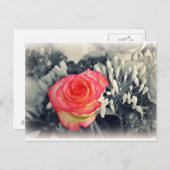 Carte postale rose (Devant / Derrière)