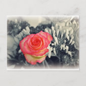 Carte postale rose (Devant)