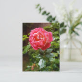 Carte postale rose (Debout devant)