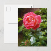 Carte postale rose (Devant / Derrière)