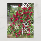 Carte Postale Rose (Devant)