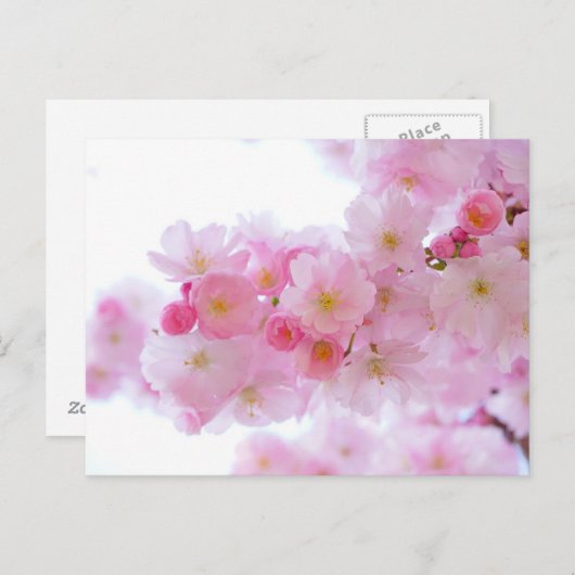 Carte postale rose (Devant / Derrière)