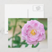 Carte Postale Rose (Devant / Derrière)