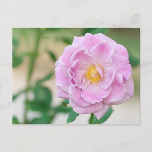 Carte Postale Rose (Devant)
