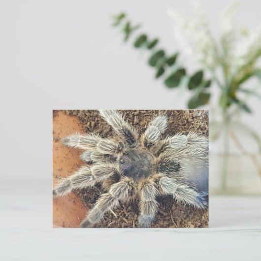 Carte postale rose (Debout devant)