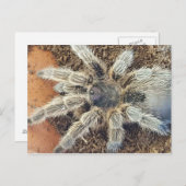 Carte postale rose (Devant / Derrière)