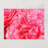 Carte postale rose (Devant)
