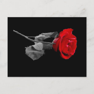 Carte Postale Rose