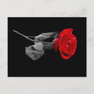 Carte Postale Rose