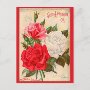 Carte Postale Rose