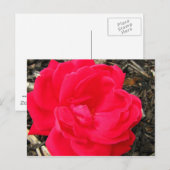 Carte Postale Rose (Devant / Derrière)