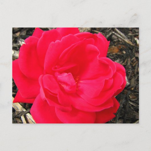 Carte Postale Rose (Devant)