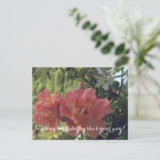 Carte postale Rose (Debout devant)