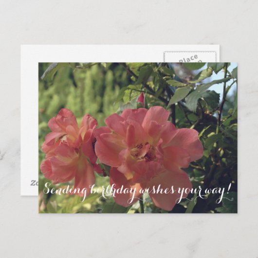 Carte postale Rose (Devant / Derrière)