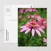 Carte Postale Rose (Devant / Derrière)