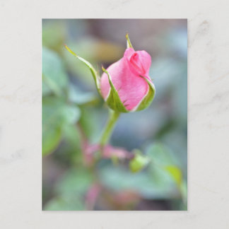 Carte postale rose