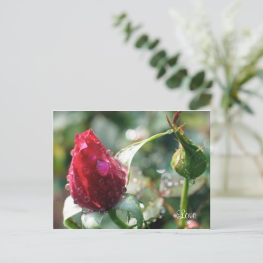 Carte Postale Rose (Debout devant)