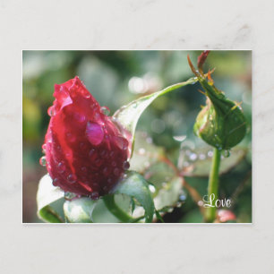 Carte Postale Rose