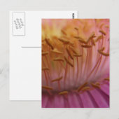 Carte postale rose (Devant / Derrière)