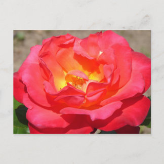 Carte Postale rose