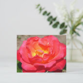 Carte Postale rose (Debout devant)