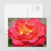 Carte Postale rose (Devant / Derrière)