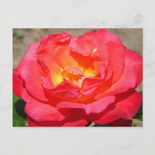 Carte Postale rose (Devant)