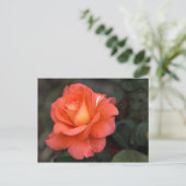 Carte postale rose (Debout devant)