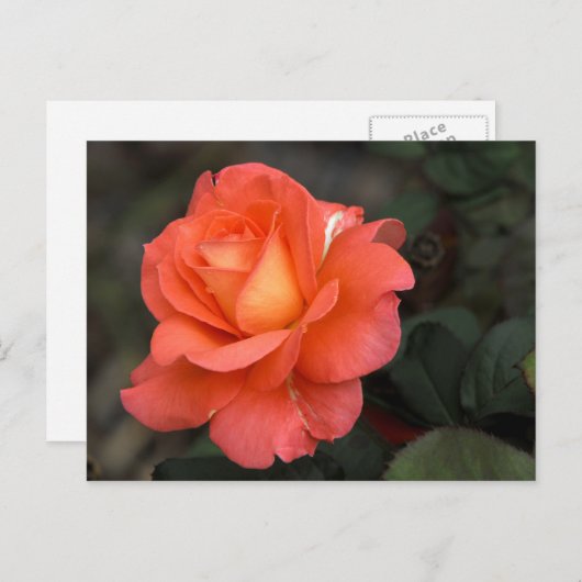 Carte postale rose (Devant / Derrière)