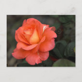 Carte postale rose (Devant)