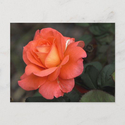 Carte postale rose (Devant)