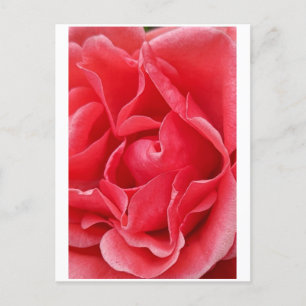 Carte postale rose